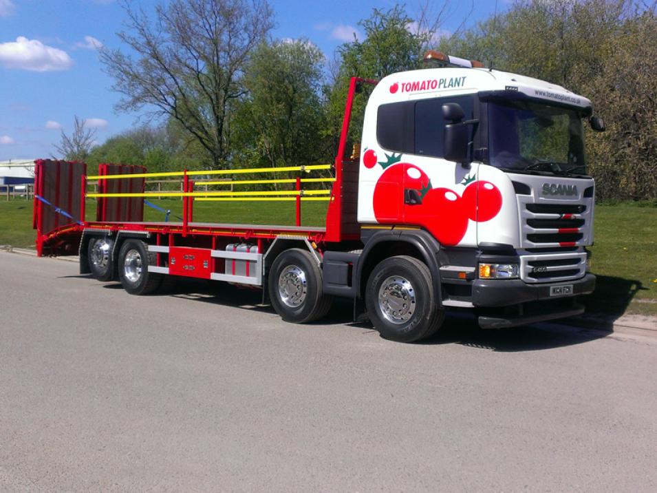 Tomato Plant | Plant Division, Rigid Beavertail to 18T | Iver, Buckinghamshire & London large 1