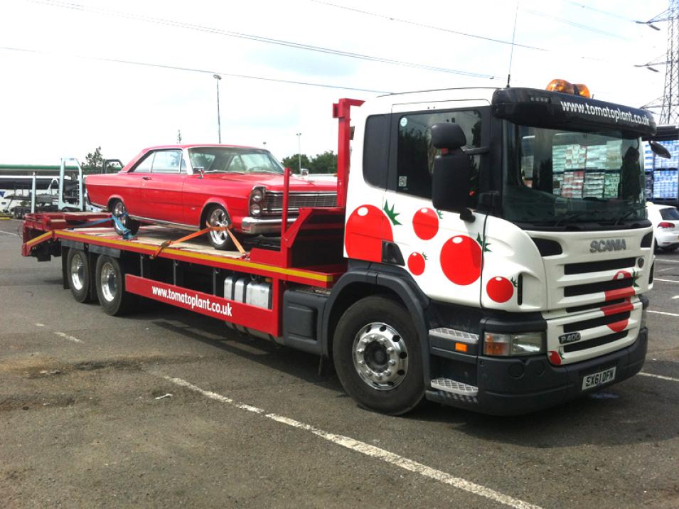 Tomato Plant | Plant Division, Rigid Beavertail to 18T | Iver, Buckinghamshire & London large 2